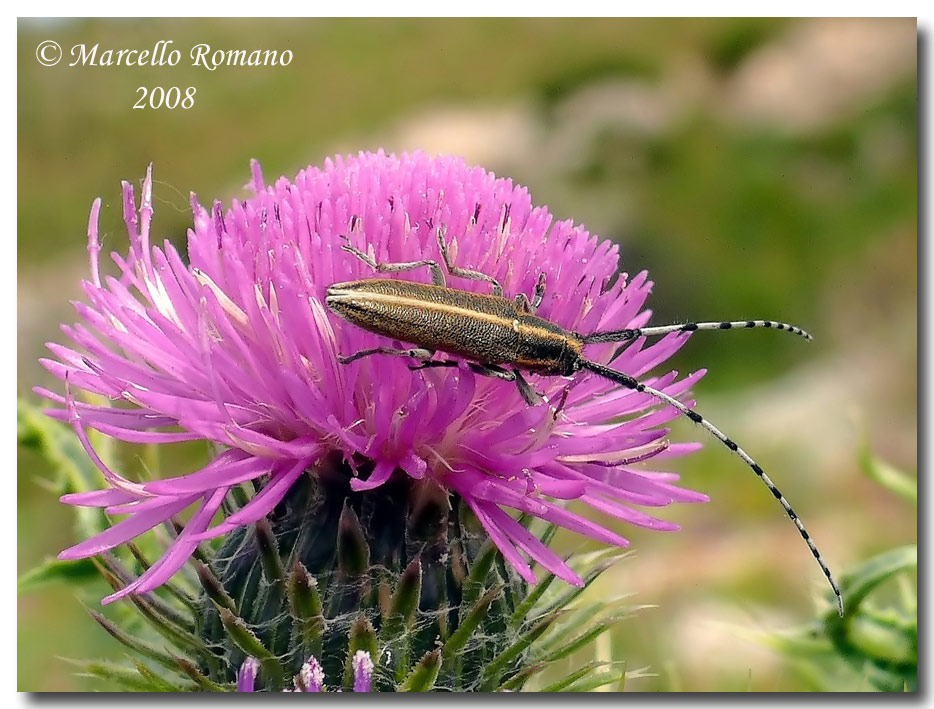 Agapanthia suturalis: prime schiusure in Sicilia